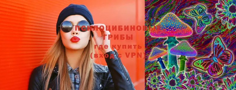 Псилоцибиновые грибы Psilocybe  Каменногорск 